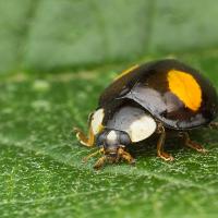 Harlequin Ladybird 1 